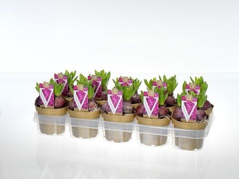 Hyacinthus Tuoksuhyasintti 'Purple Sensation'