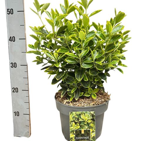Euonymus japonicus 'Aureomarginatus'