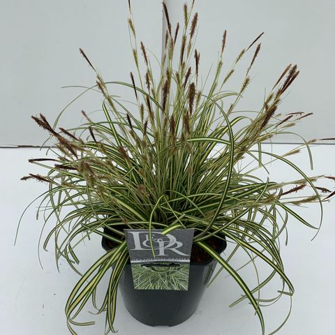 Carex oshimensis 'Evergold'