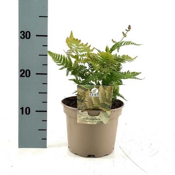 Dryopteris erythrosora prolifica