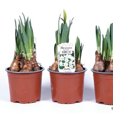 Narcissus 'Mount Hood'