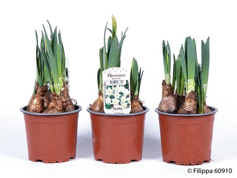 Narcissus 'Mount Hood'