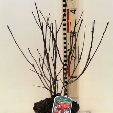 Physocarpus opulifolius LADY IN RED