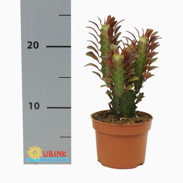 Euphorbia trigona 'Rubra'