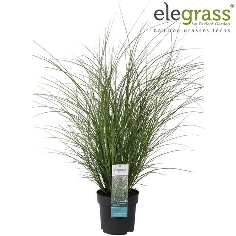 Miscanthus sinensis 'Морнинг Лайт'