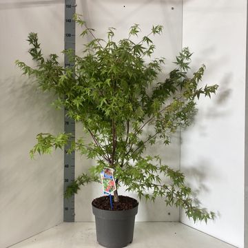 Acer palmatum 'Beni-maiko'