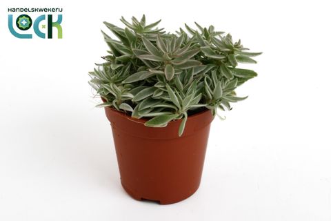 Peperomia 'Sprinkle'