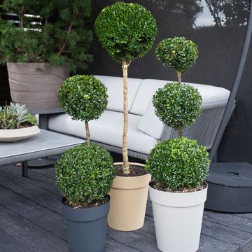 Buxus sempervirens TOPIARY MIX