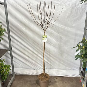 Hydrangea paniculata 'Limelight'