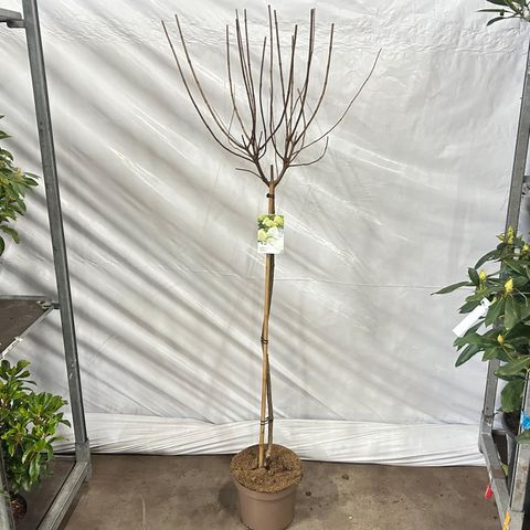 Hydrangea paniculata 'Limelight'