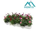 Dianthus OSCAR MIX