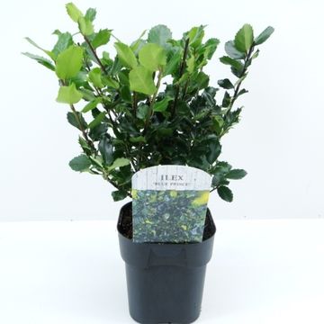 Ilex x meserveae 'Blue Prince'
