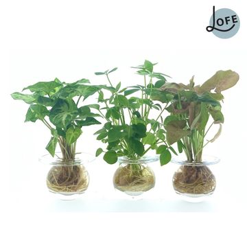 Järjestelyt Houseplants