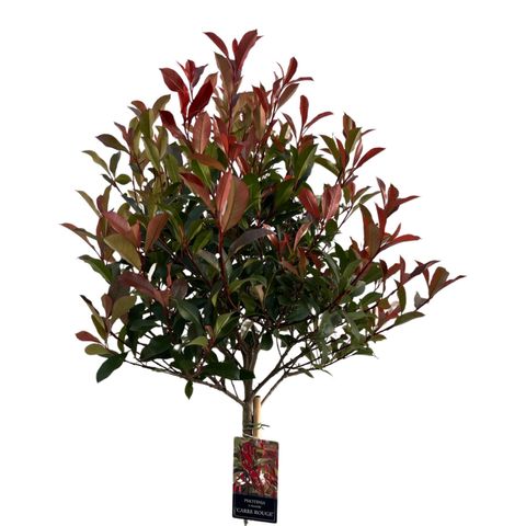 Photinia x fraseri CARRÉ ROUGE