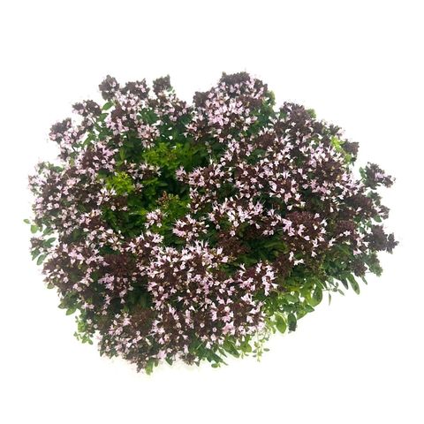 Origanum vulgare 'Compactum'