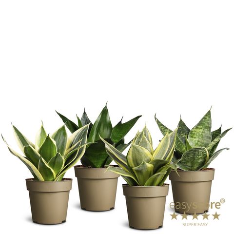 Sansevieria trifasciata HAHNII MIX
