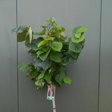 Cercis chinensis 'Avondale'