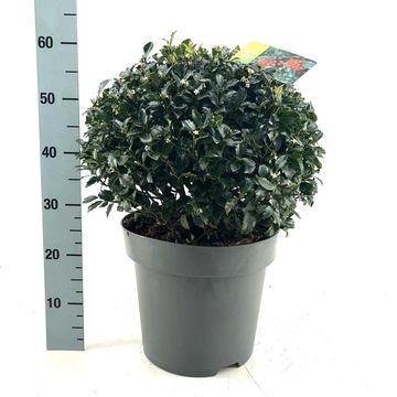 Ilex x meserveae 'Blue Maid'