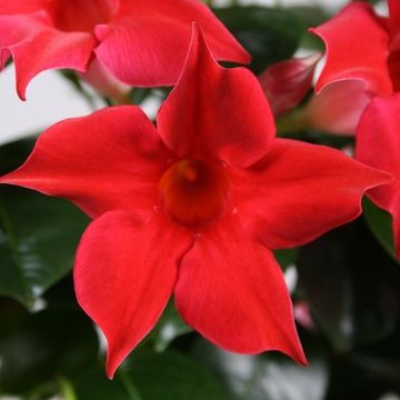 Mandevilla DIAMANTINA TOPAZE VERMILLION