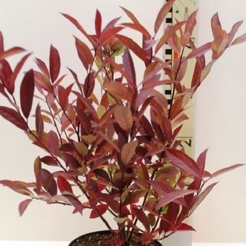 Itea virginica 'Henry's Garnet'