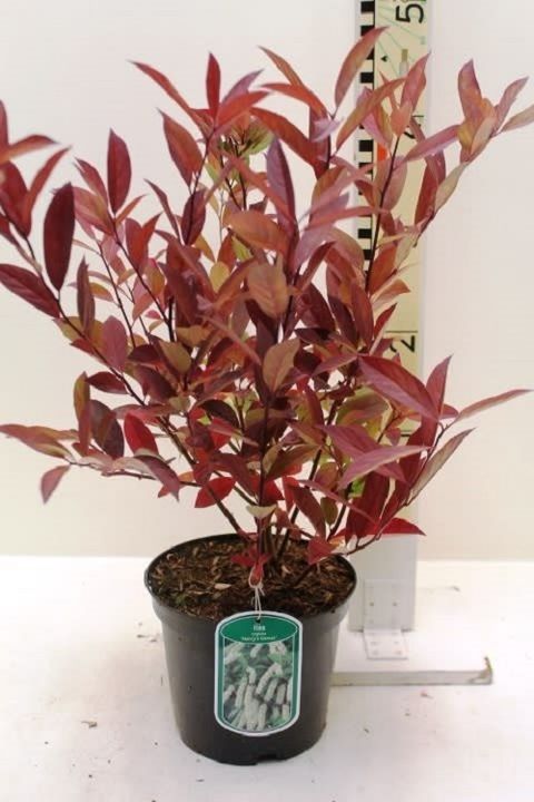 Itea virginica 'Henry's Garnet'