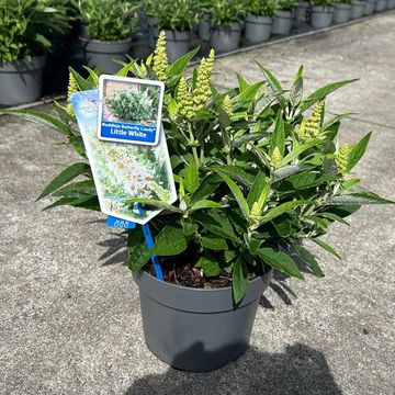 Buddleja davidii BUTTERFLY CANDY LITTLE WHITE