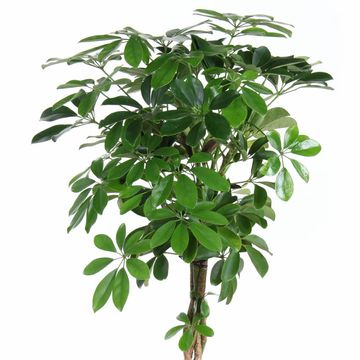 Schefflera arboricola 'Компакта'