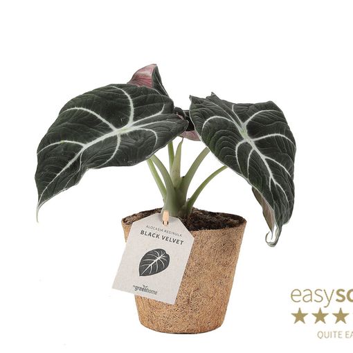 Alocasia 'Black Velvet'