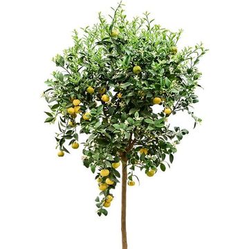 Citrus limetta 'Pursha'