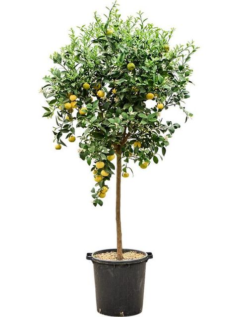Citrus limetta 'Pursha'