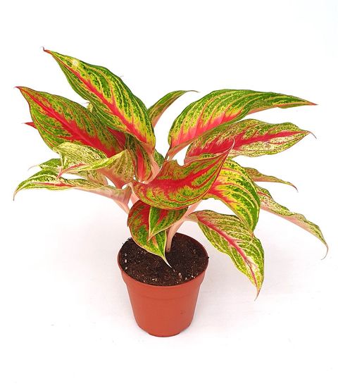 Aglaonema 'Siam Violet'