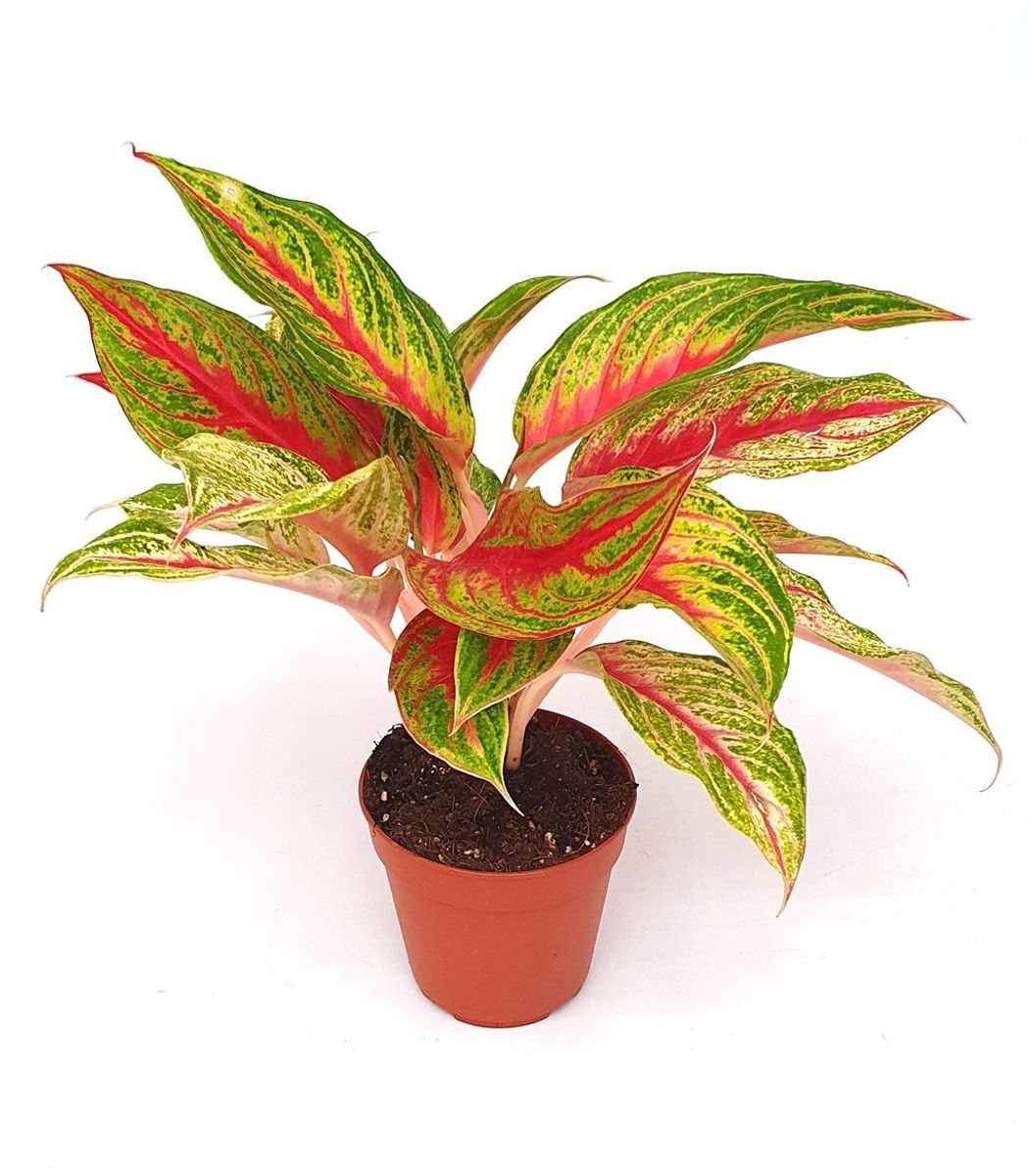 Aglaonema Siam Violet Plant Wholesale FlorAccess aglaonema-siam-violet-plant-wholesale-floraccess