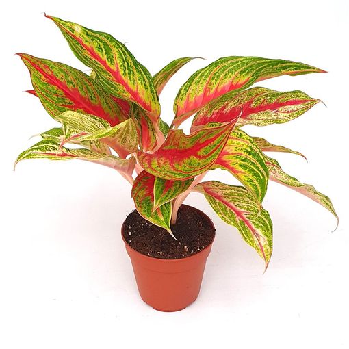 Aglaonema 'Siam Violet'