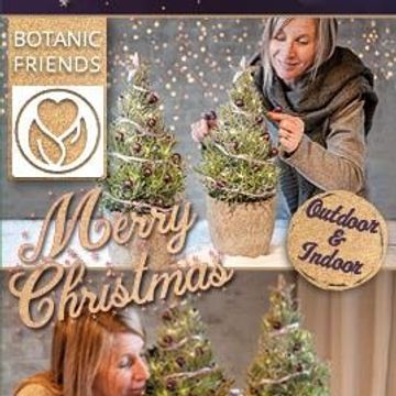 Lavandula angustifolia