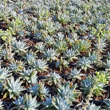 Dudleya greenei