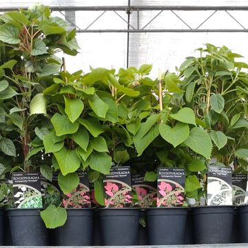 Schizophragma hydrangeoides MIX