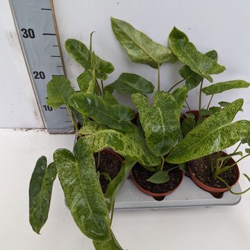 Philodendron 'Paraiso Verde'