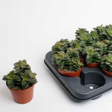 Crassula 'Springtime'