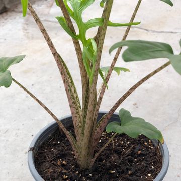 Alocasia brancifolia 'Pink Passion'