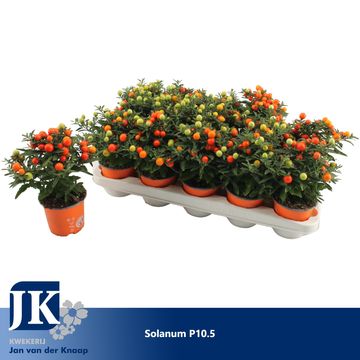 Solanum pseudocapsicum 'Jupiter'