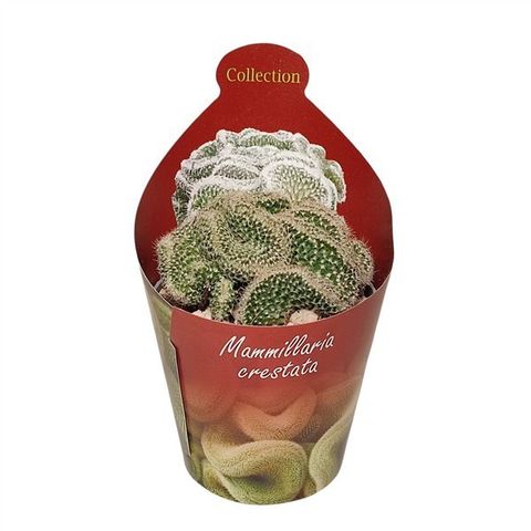 Mammillaria matudae cristata