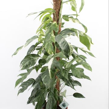 Epipremnum pinnatum 'Albo Variegata'
