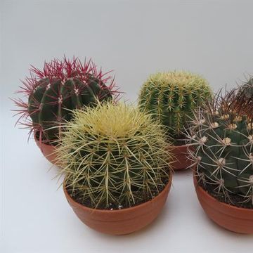 Cactus MIX