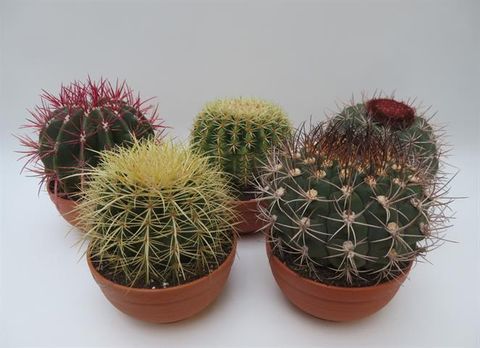 Cactus MIX