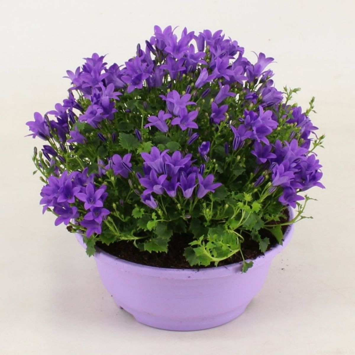 Campanula portenschlagiana AMBELLA INTENS PURPLE (D19 cm A22 cm ...