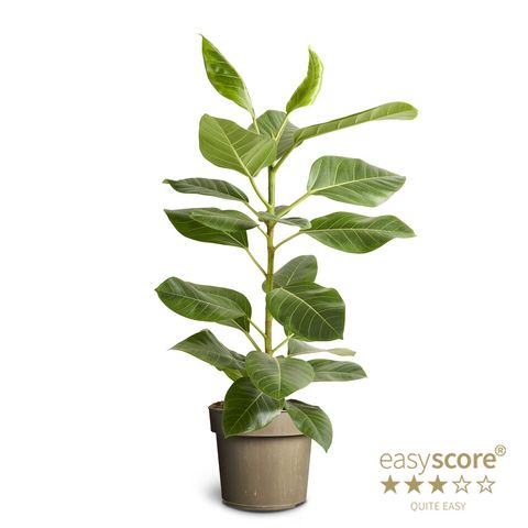 Ficus altissima