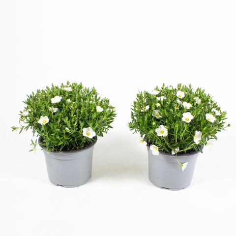 Arenaria montana