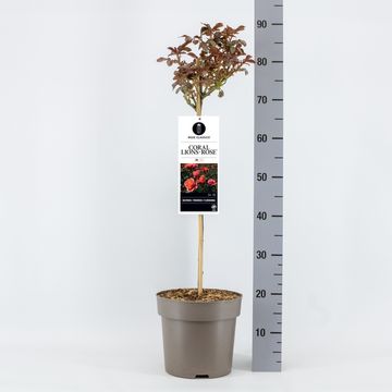 Rosa CORAL LIONS-ROSE