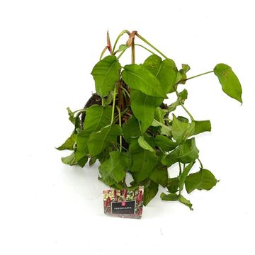 Persicaria amplexicaulis 'Dark Red'