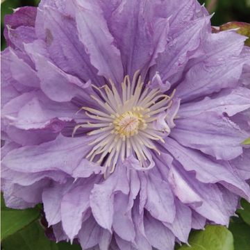 Clematis 'Proteus' (EL)